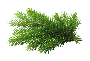 Obraz premium Green pine branches nature seasonal isolated on transparent background, png