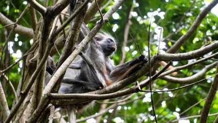 Sloth Taking It Easy While Relaxing in the Lush Tropical Tree Canopy of the Jungle Jozani Zanzibar