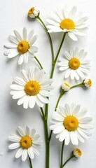 Obraz premium Delicate chamomile blossoms arranged in a vibrant collage on pure white , vibrant, chamomile, nature