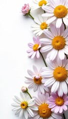Obraz premium Delicate chamomile blossoms arranged in a vibrant collage on pure white , art, arrangement