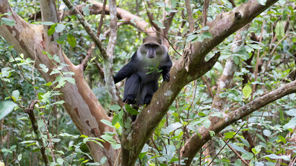 A playful monkey is swinging on a tree branch in a lush green forest, full of life Jozani Zanzibar Africa