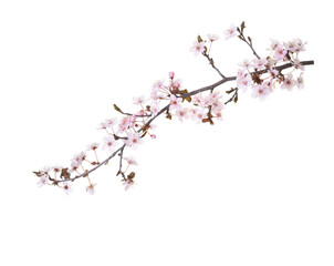 Branch with pale pink flowers of Sakura  isolated on white background.
