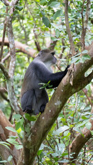 A Majestic Monkey gracefully inhabiting a lush and vibrant forest environment full of life Jozani Zanzibar