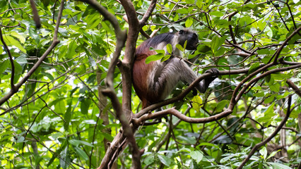 A playful monkey in a lush jungle setting, surrounded by vibrant foliage and wildlife Jozani Zanzibar Africa