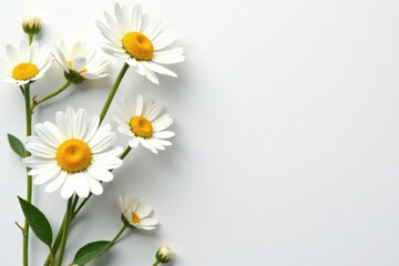 Fototapeta premium Elegant chamomile flower arrangement, pure white background, aesthetic, chamomile, pattern