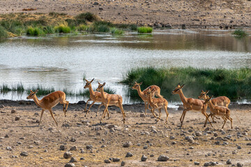 Running Impalas antelopes, wildlife safari and game drive in Namibia, Africa