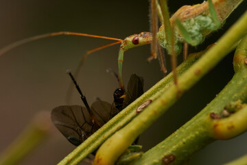 Insect predator devouring prey in greenery