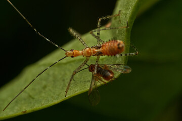 Macro shot of insect predator action
