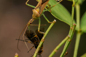Insect predator devouring prey in greenery