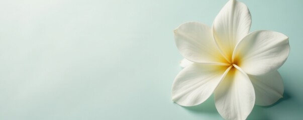 Fototapeta premium Fully opened gardenia flower, vivid white, clean backdrop , background, macro, petal