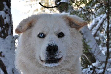 Curious dog, mixed breed of a samoyed and golden retriever.  Interesting eyes with heterochromia.