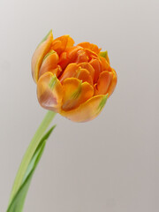 オレンジ色の八重咲きチューリップ