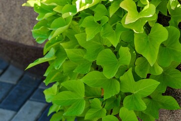 Green leaves of Ipomoea Nil plants growing in large vases outdoors. Close-up