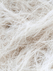 Obraz premium Messy and unorganized white fur texture