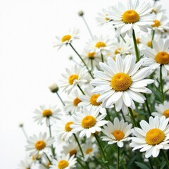Fototapeta premium Intricate chamomile flower collage, pure white background, chamomile, white, herb