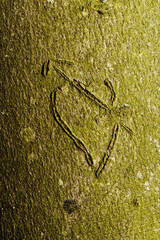 In einen Baum geritztes Herz mit Pfeil