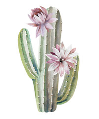 American and Mexican giant blossoming cactus watercolor illustration isolated on white background