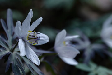 Fototapeta premium 春の妖精