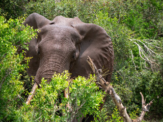 Obraz premium Tête d'éléphant caché un buisson dans le bush