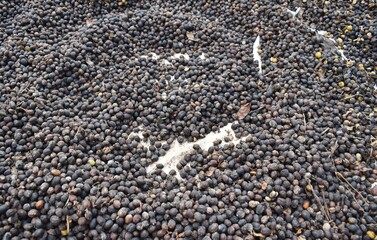A closeup picture of a raw coffee seeds exposed to sunlight for drying