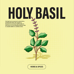 Holy Basil Premium Vector Clipart High-Quality Illustration for Cooking Branding and Packaging