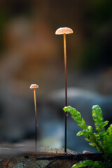 mushroom in the forest