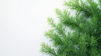 Obraz premium A set of green pine branches placed against a white background with soft lighting emphasizing their fresh and natural texture 