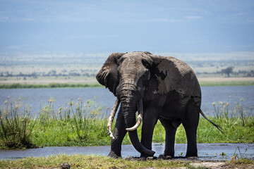 Fototapeta premium An elephant bull emerges from a watery marsh in Amboseli National Park, Kenya.
