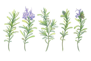 Blooming rosemary branches. Botanical watercolor illustration. Fresh green stems for packaging decoration of natural cosmetics, essential oils, herbal products