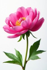 Fototapeta premium Close-up of a vibrant pink peony blossom isolated on pure white , flower, pink peony, pink flowers