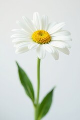 Close-up view of a pristine Marguerite daisy against pure white backdrop , flower, botany, plant