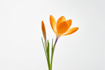 Close-up of an orange crocus flower with bud on a white background