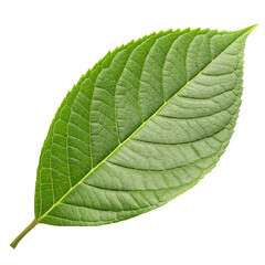 3D Green Leaf Isolated on White Background