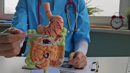 Doctor explaining digestive system with model in clinic during consultation hours