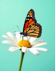 Obraz premium a monarch butterfly with vibrant orange and black.