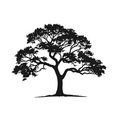 Obraz premium oaktree silhouette