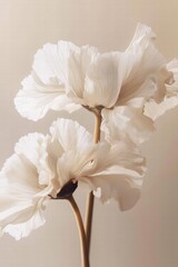 A beautifully captured close-up of delicate white flowers that evoke a sense of purity and tranquility.