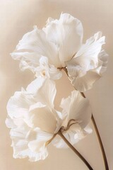 An elegant composition of white flowers, showcasing their delicate texture and beauty in a serene setting.
