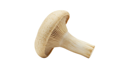 Fototapeta premium Fresh white chanterelle mushroom on a clean background, showcasing its texture and natural form for culinary use
