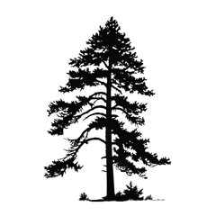 Fototapeta premium pine tree silhouette
