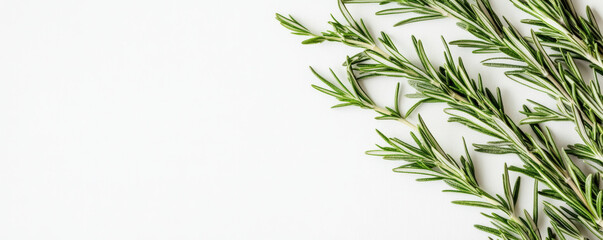 Fresh rosemary sprigs arranged on light background, showcasing vibrant green leaves and natural texture, perfect for culinary or decorative use