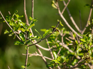 Un bourdon sur une branche