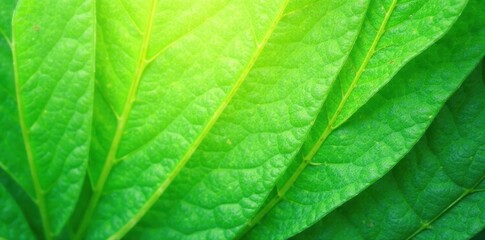 Obraz premium Geometric lines form fresh green leaf pattern on natural background, simple, summer, vibrant