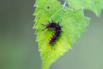 A poisonous scorpion leaves, Tragia involucrata, Indian stinging nettle