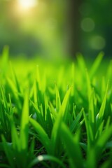 Fototapeta premium Hand gently touching lush green grass blades in garden center , blade, fresh