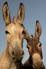 Obraz premium Two funny inquisitive donkeys.