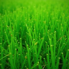 Fototapeta premium Intense green, short grass, fine texture, close up , pattern, organic, emerald