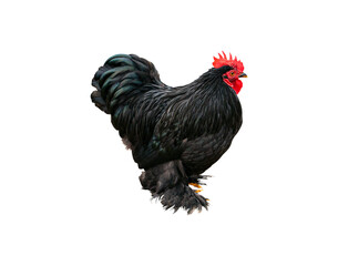 Domestic bird black rooster isolated without background. Chickens farm birds. Industrial breeding of birds. Poultry farm. Black chicken. PNG format. Image for mockup. Photo for template.