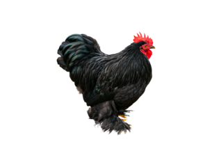 Domestic bird black rooster isolated without background. Chickens farm birds. Industrial breeding of birds. Poultry farm. Black chicken. PNG format. Image for mockup. Photo for template.