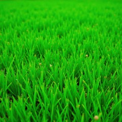 Lush green grass texture, vibrant spring lawn , meadow, spring